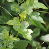 Passiflora foetida L.